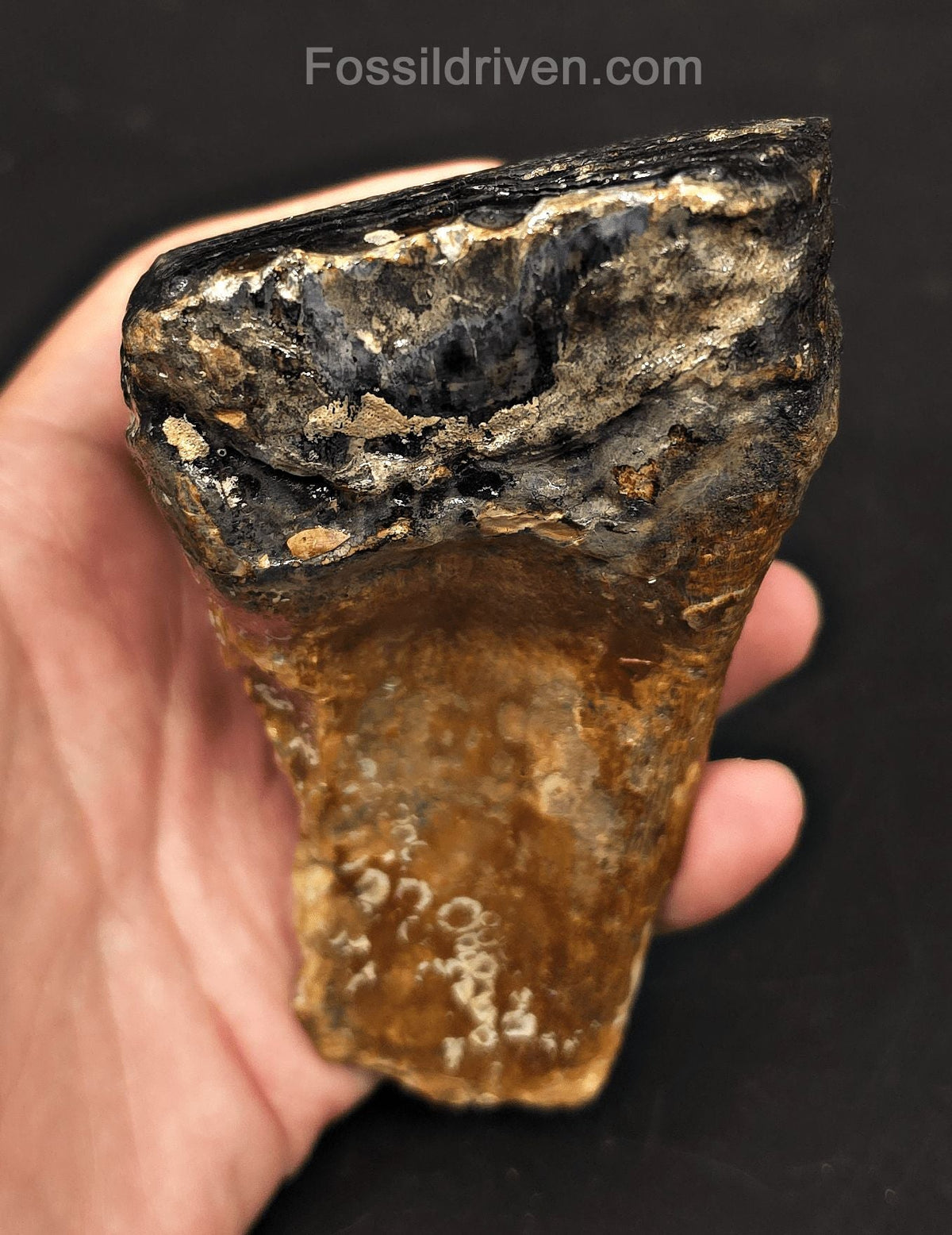 3.08" Fossil Woolly Mammoth Tooth – North Sea | Fossil Driven - Fossil Driven