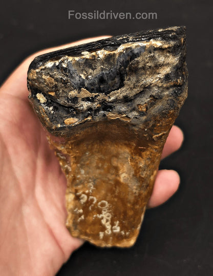 3.08" Fossil Woolly Mammoth Tooth – North Sea | Fossil Driven - Fossil Driven