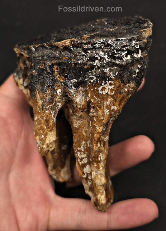 3.08" Fossil Woolly Mammoth Tooth – North Sea | Fossil Driven - Fossil Driven