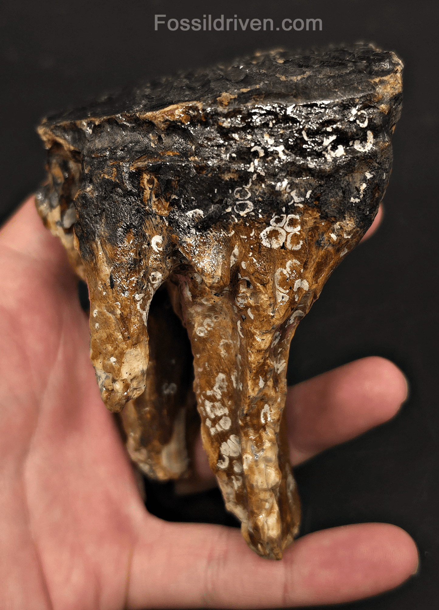 3.08" Fossil Woolly Mammoth Tooth – North Sea | Fossil Driven - Fossil Driven