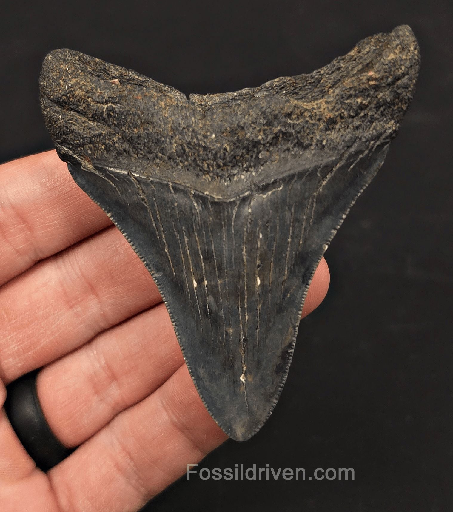 3.10" Fossil Megalodon Tooth - Charleston, South Carolina | Fossil Driven - Fossil Driven