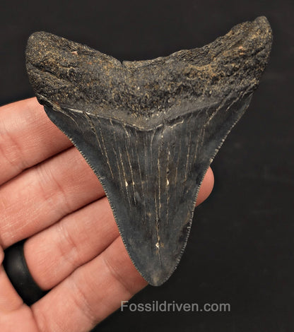 3.10" Fossil Megalodon Tooth - Charleston, South Carolina | Fossil Driven - Fossil Driven