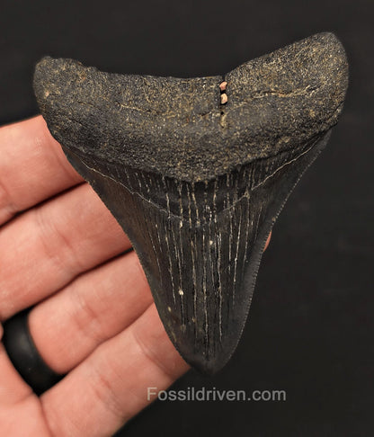 3.10" Fossil Megalodon Tooth - Charleston, South Carolina | Fossil Driven - Fossil Driven