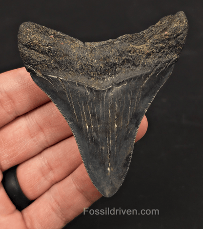 3.10" Fossil Megalodon Tooth - Charleston, South Carolina | Fossil Driven - Fossil Driven