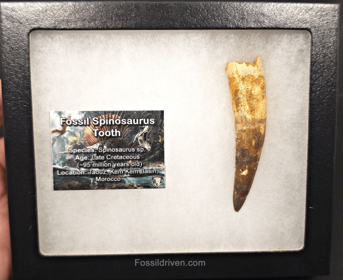 3.10" Fossil Spinosaurus Tooth - Real Dinosaur Tooth - Fossil Driven