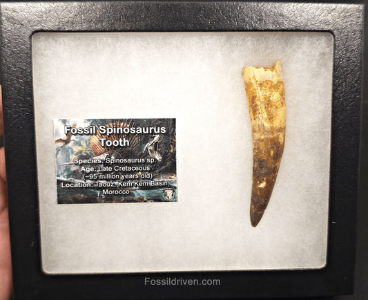 3.10" Fossil Spinosaurus Tooth - Real Dinosaur Tooth - Fossil Driven