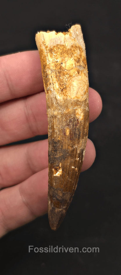 3.10" Fossil Spinosaurus Tooth - Real Dinosaur Tooth - Fossil Driven