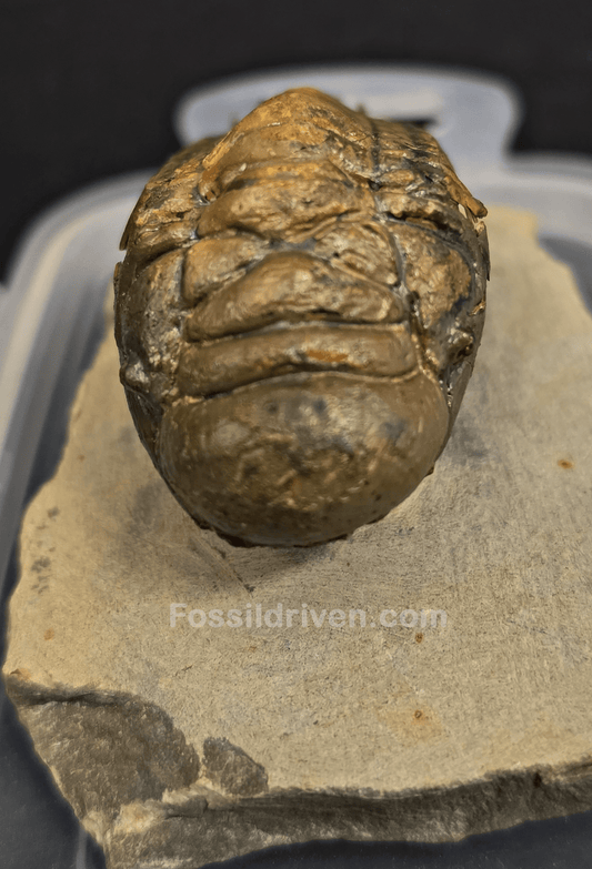 3.11" Fossil Crotalocephalina Trilobite – Devonian – Issoumour, Morocco - Fossil Driven