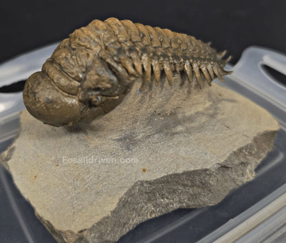3.11" Fossil Crotalocephalina Trilobite – Devonian – Issoumour, Morocco - Fossil Driven