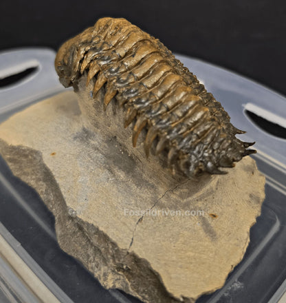 3.11" Fossil Crotalocephalina Trilobite – Devonian – Issoumour, Morocco - Fossil Driven