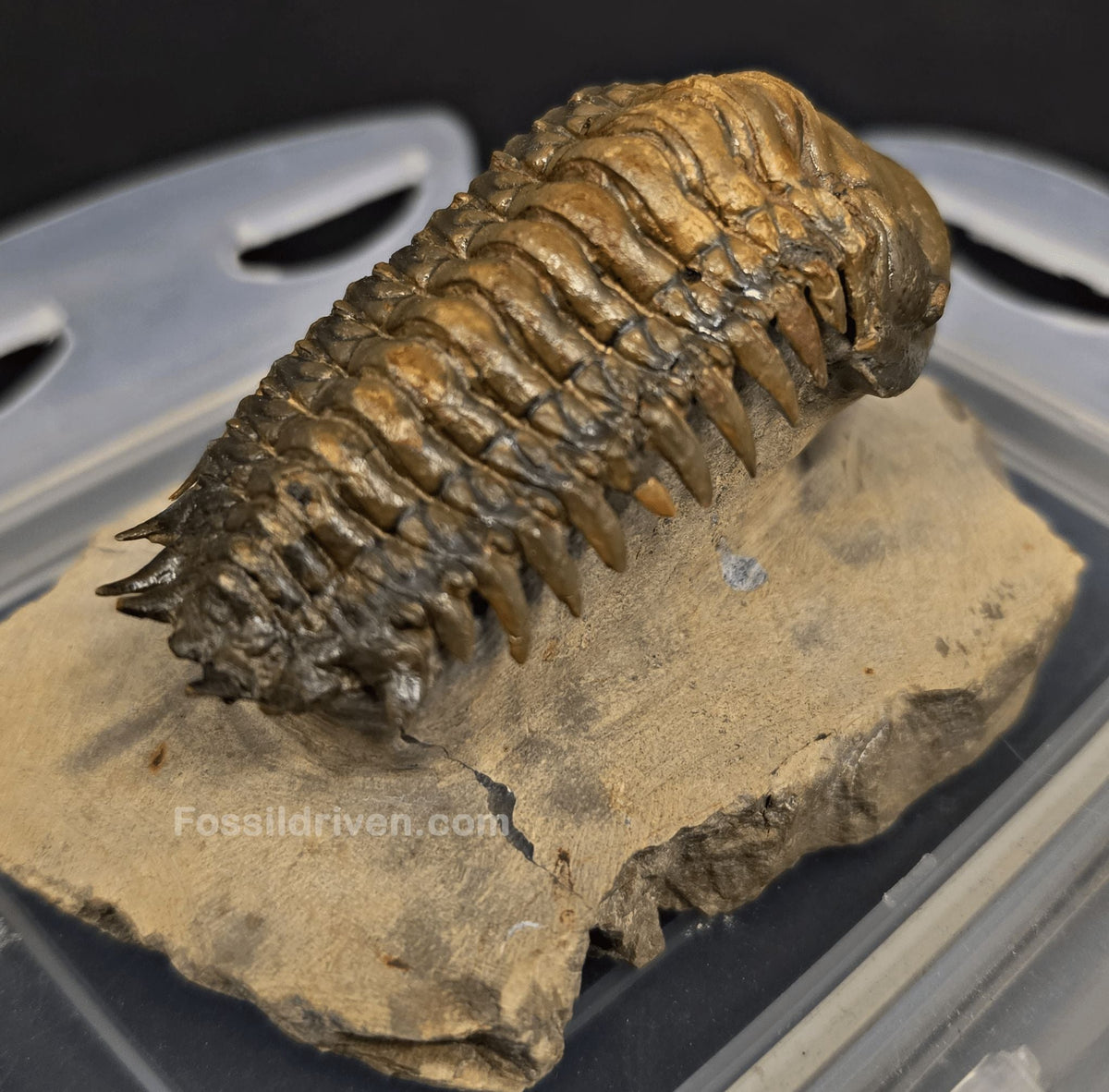 3.11" Fossil Crotalocephalina Trilobite – Devonian – Issoumour, Morocco - Fossil Driven