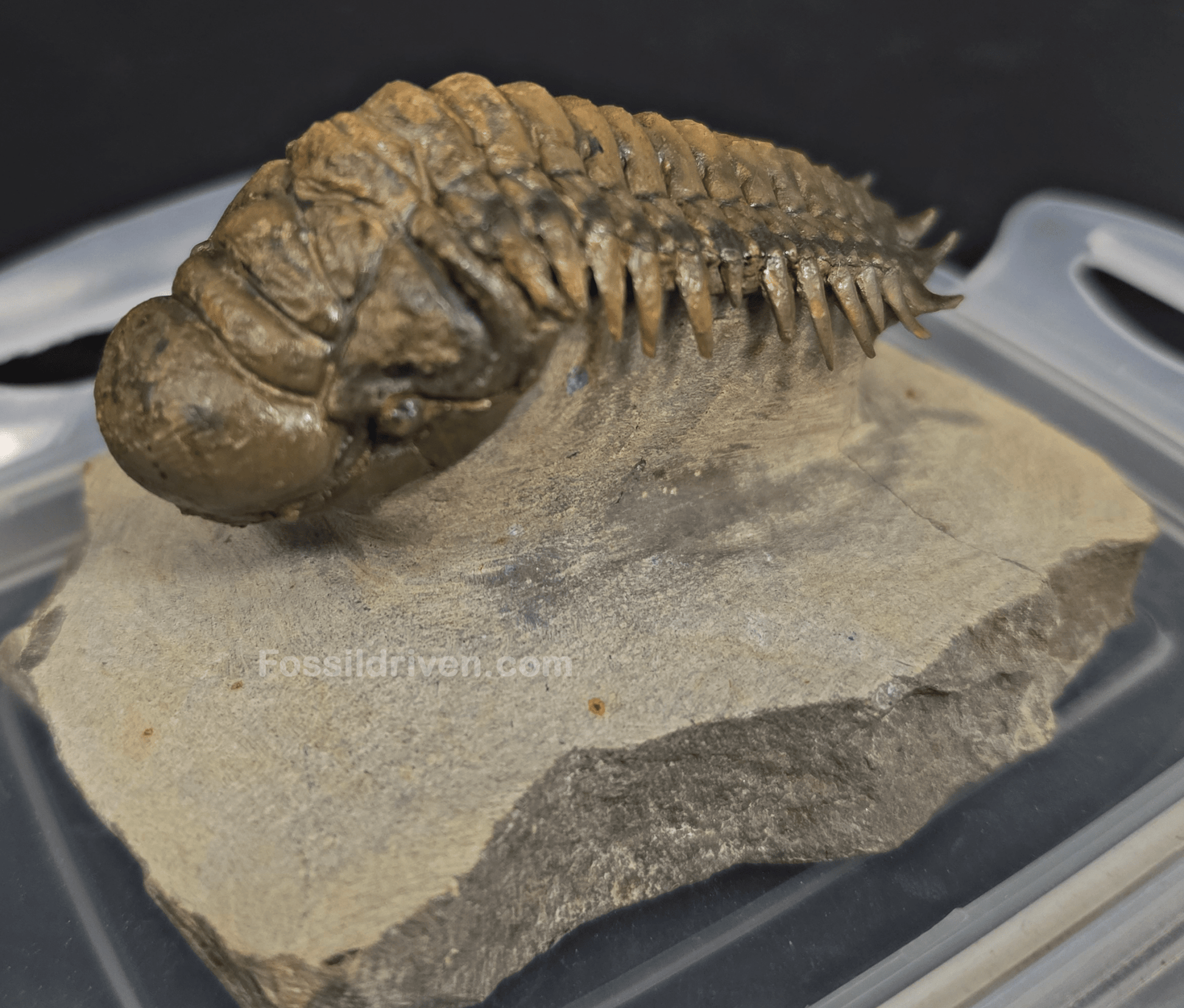 3.11" Fossil Crotalocephalina Trilobite – Devonian – Issoumour, Morocco - Fossil Driven