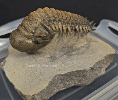 3.11" Fossil Crotalocephalina Trilobite – Devonian – Issoumour, Morocco - Fossil Driven