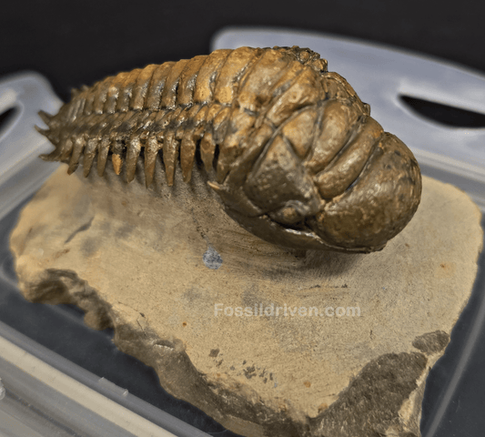 3.11" Fossil Crotalocephalina Trilobite – Devonian – Issoumour, Morocco - Fossil Driven