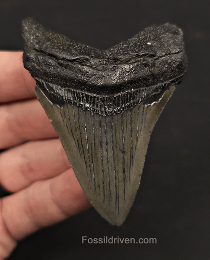 3.11" Fossil Megalodon Tooth - Charleston, South Carolina | Fossil Driven - Fossil Driven