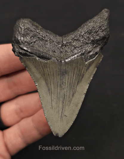 3.11" Fossil Megalodon Tooth - Charleston, South Carolina | Fossil Driven - Fossil Driven