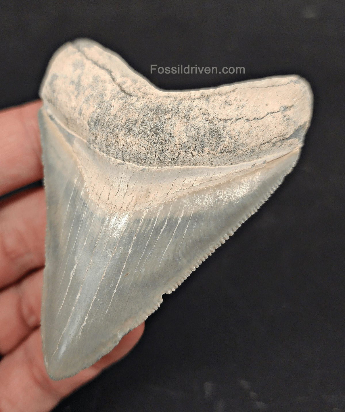 3.11" High-Quality Megalodon Tooth for Sale - Bone Valley, Florida | Fossil Driven - Fossil Driven