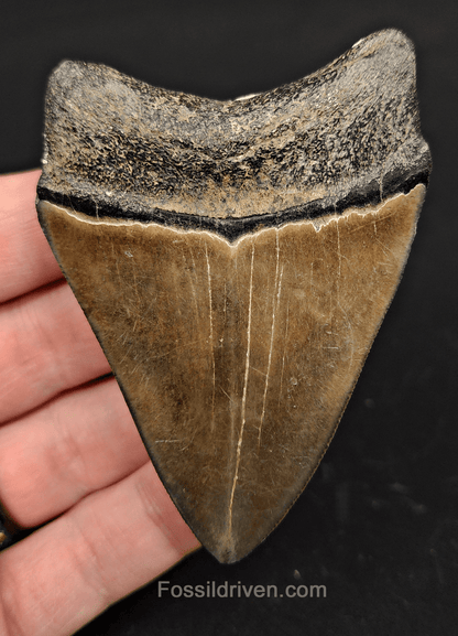 3.13" South Carolina Megalodon Tooth - Colorful Specimen - Authentic Fossil Shark Tooth - Fossil Driven