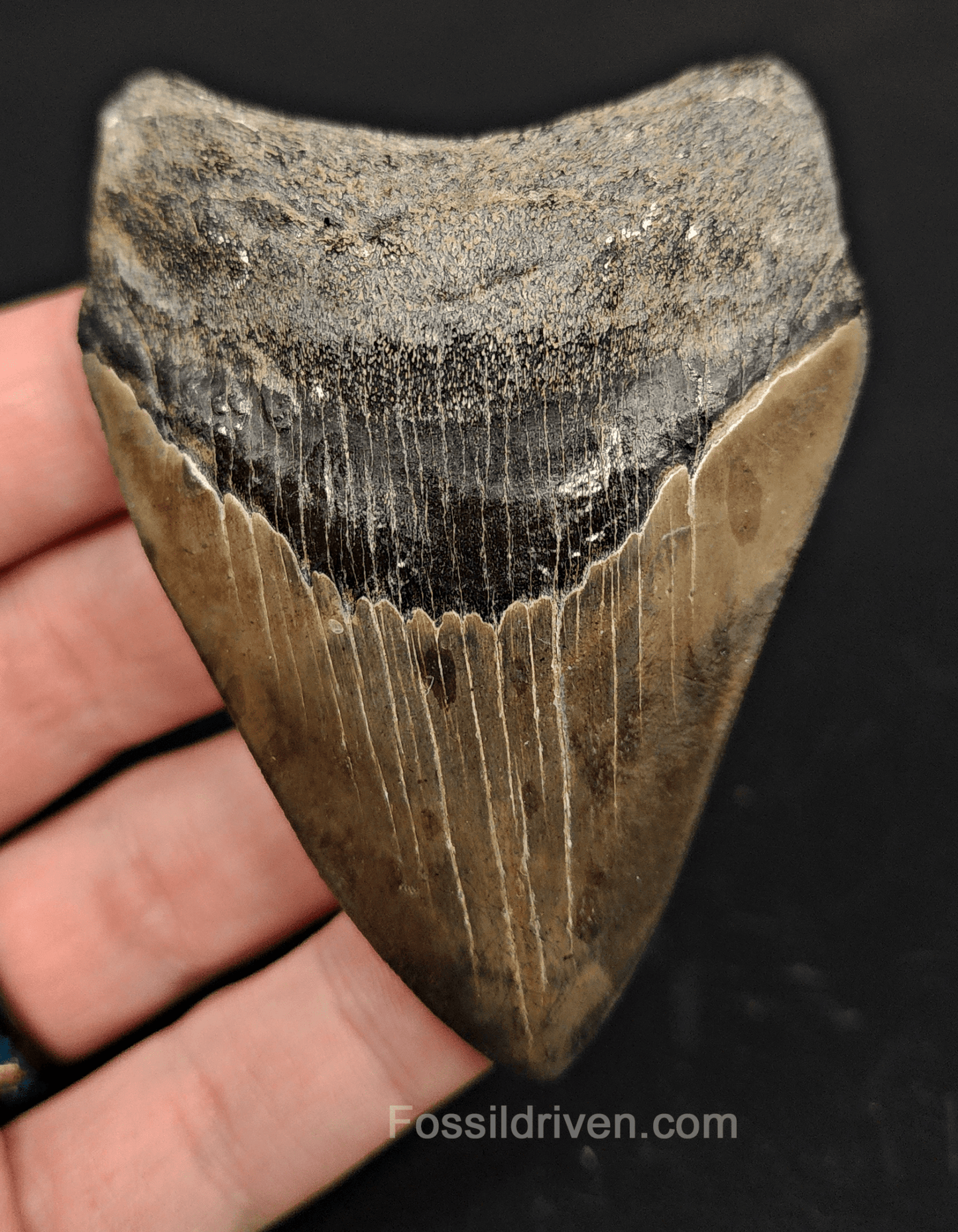 3.13" South Carolina Megalodon Tooth - Colorful Specimen - Authentic Fossil Shark Tooth - Fossil Driven