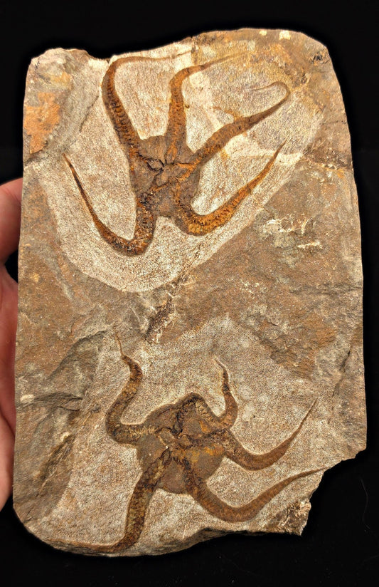 3.14" Double Fossil Brittle Starfish – Echinoderm Slab from Morocco - Fossil Driven