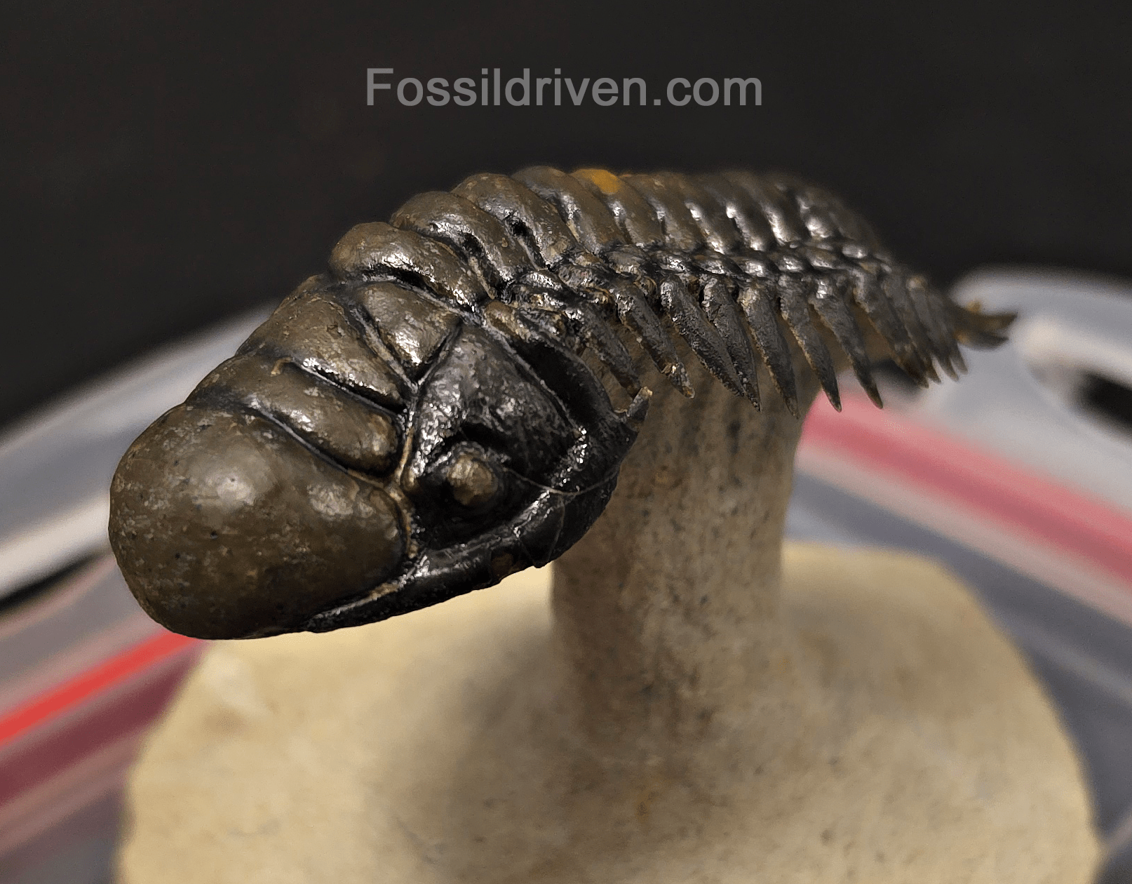 3.14" Flying Crotalocephalina Trilobite – Devonian – Issoumour, Morocco - Fossil Driven