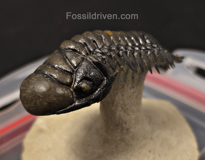 3.14" Flying Crotalocephalina Trilobite – Devonian – Issoumour, Morocco - Fossil Driven