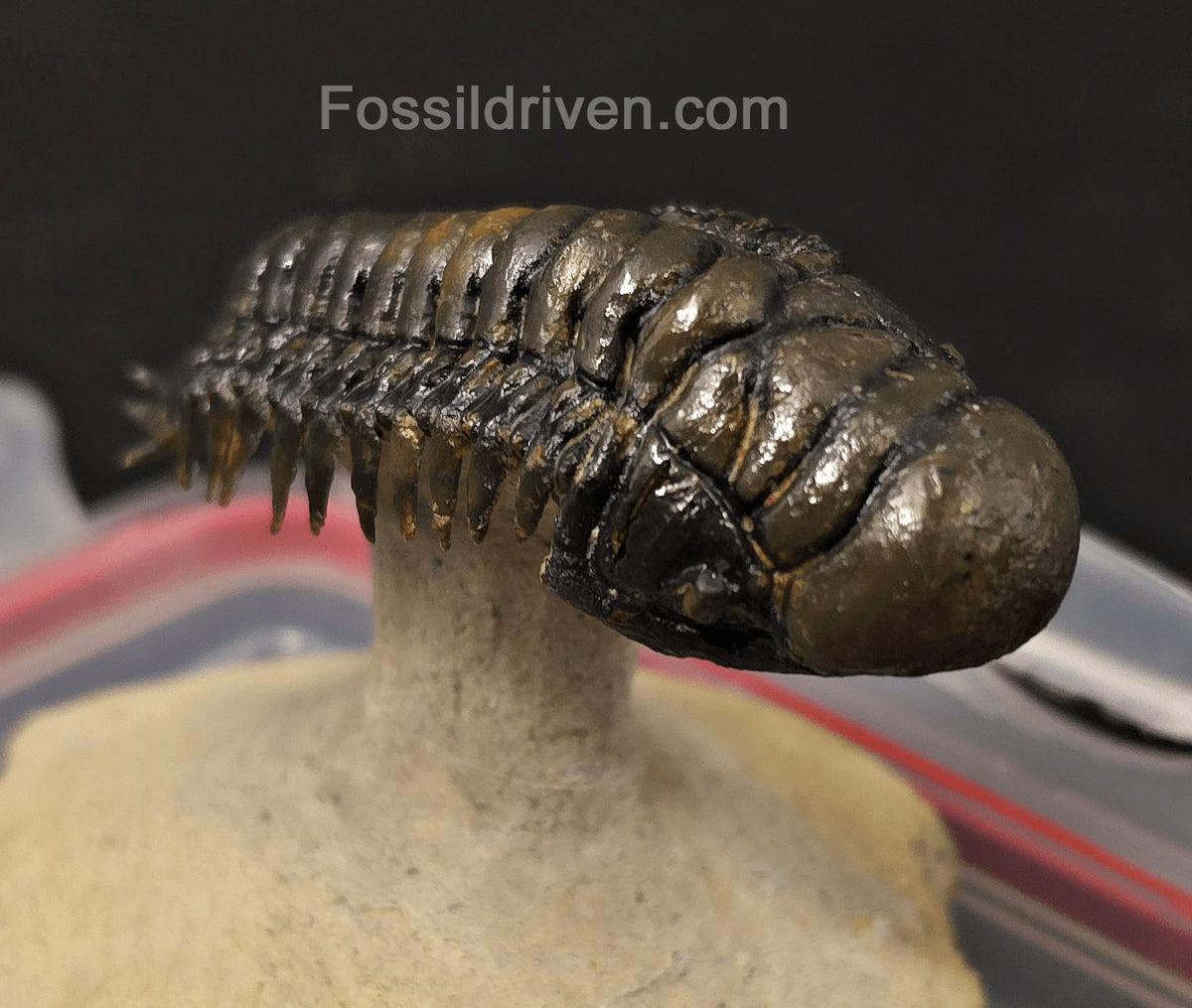 3.14" Flying Crotalocephalina Trilobite – Devonian – Issoumour, Morocco - Fossil Driven
