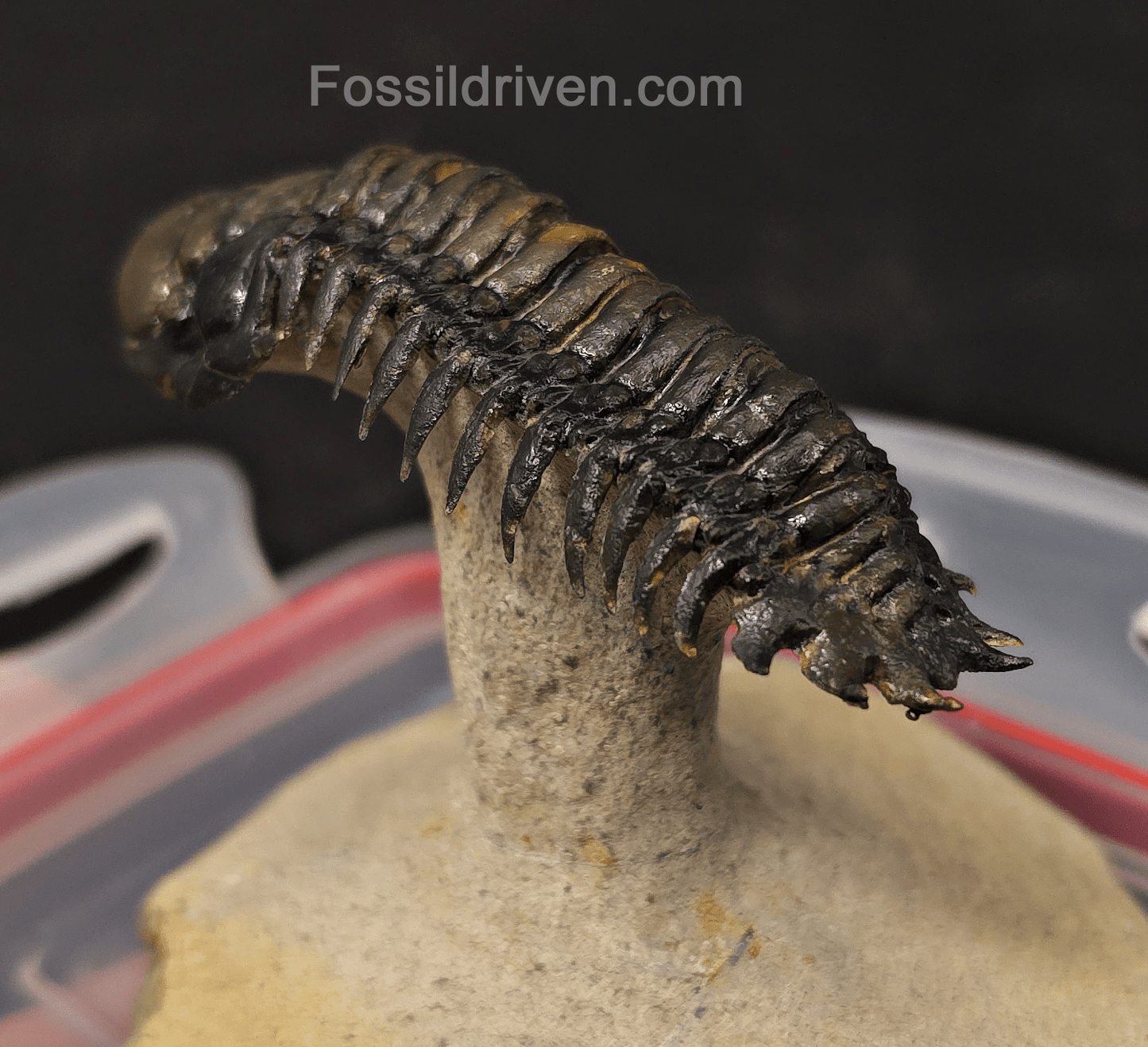 3.14" Flying Crotalocephalina Trilobite – Devonian – Issoumour, Morocco - Fossil Driven