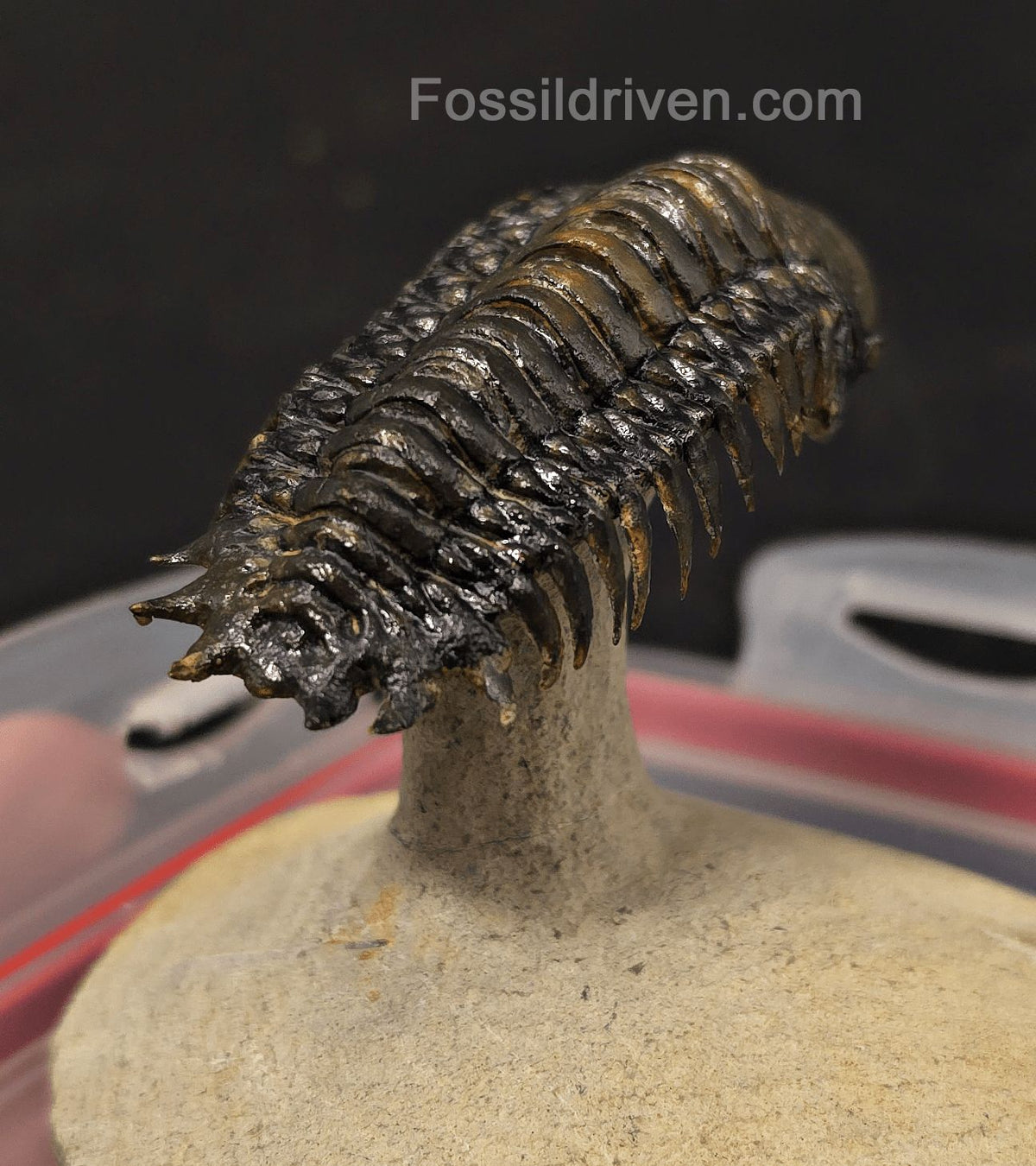 3.14" Flying Crotalocephalina Trilobite – Devonian – Issoumour, Morocco - Fossil Driven