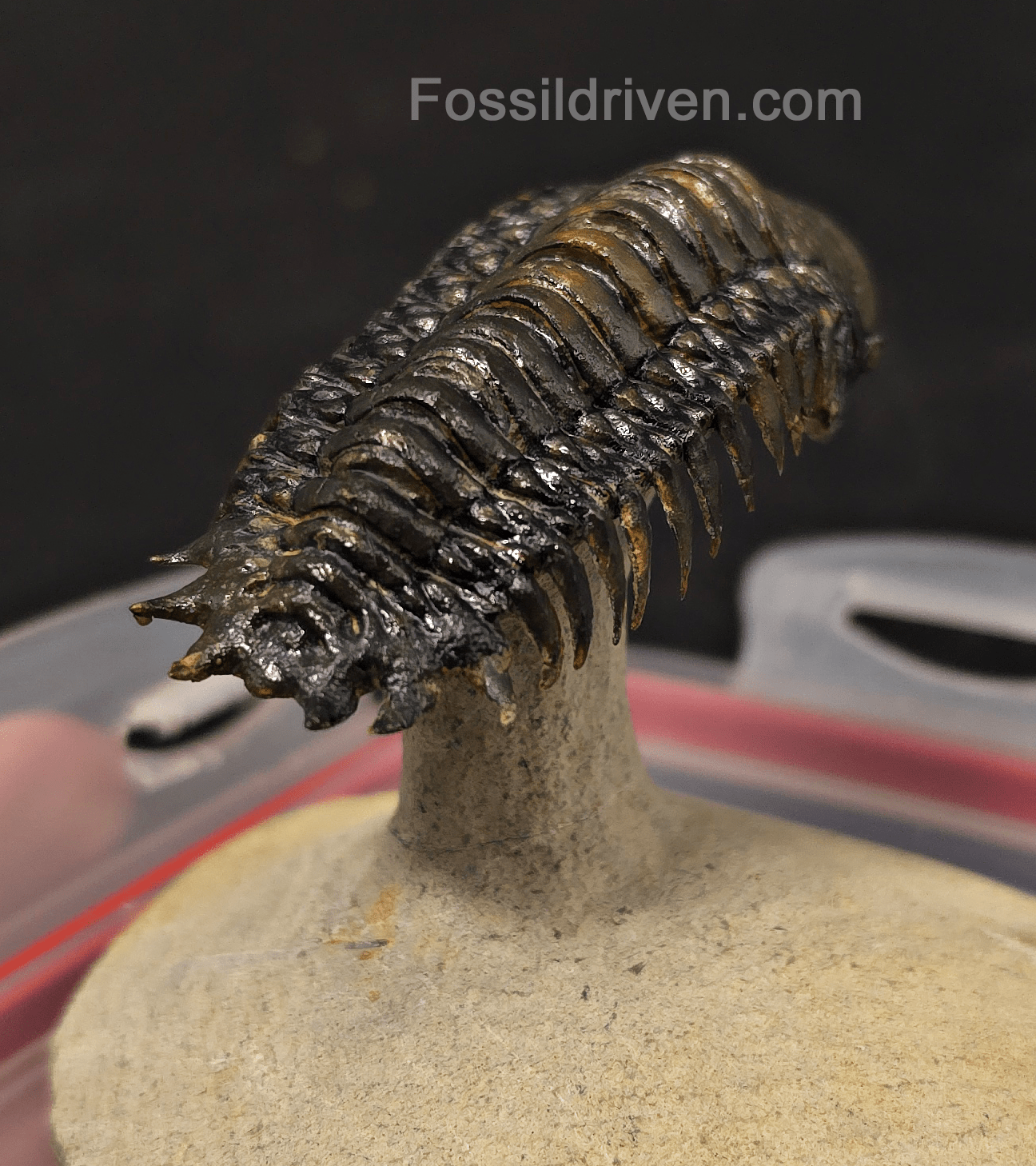 3.14" Flying Crotalocephalina Trilobite – Devonian – Issoumour, Morocco - Fossil Driven