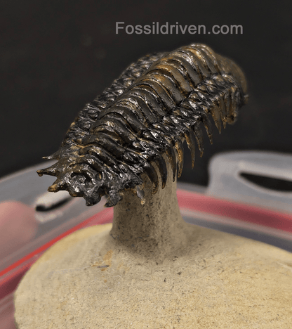 3.14" Flying Crotalocephalina Trilobite – Devonian – Issoumour, Morocco - Fossil Driven