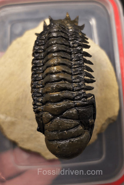 3.14" Flying Crotalocephalina Trilobite – Devonian – Issoumour, Morocco - Fossil Driven