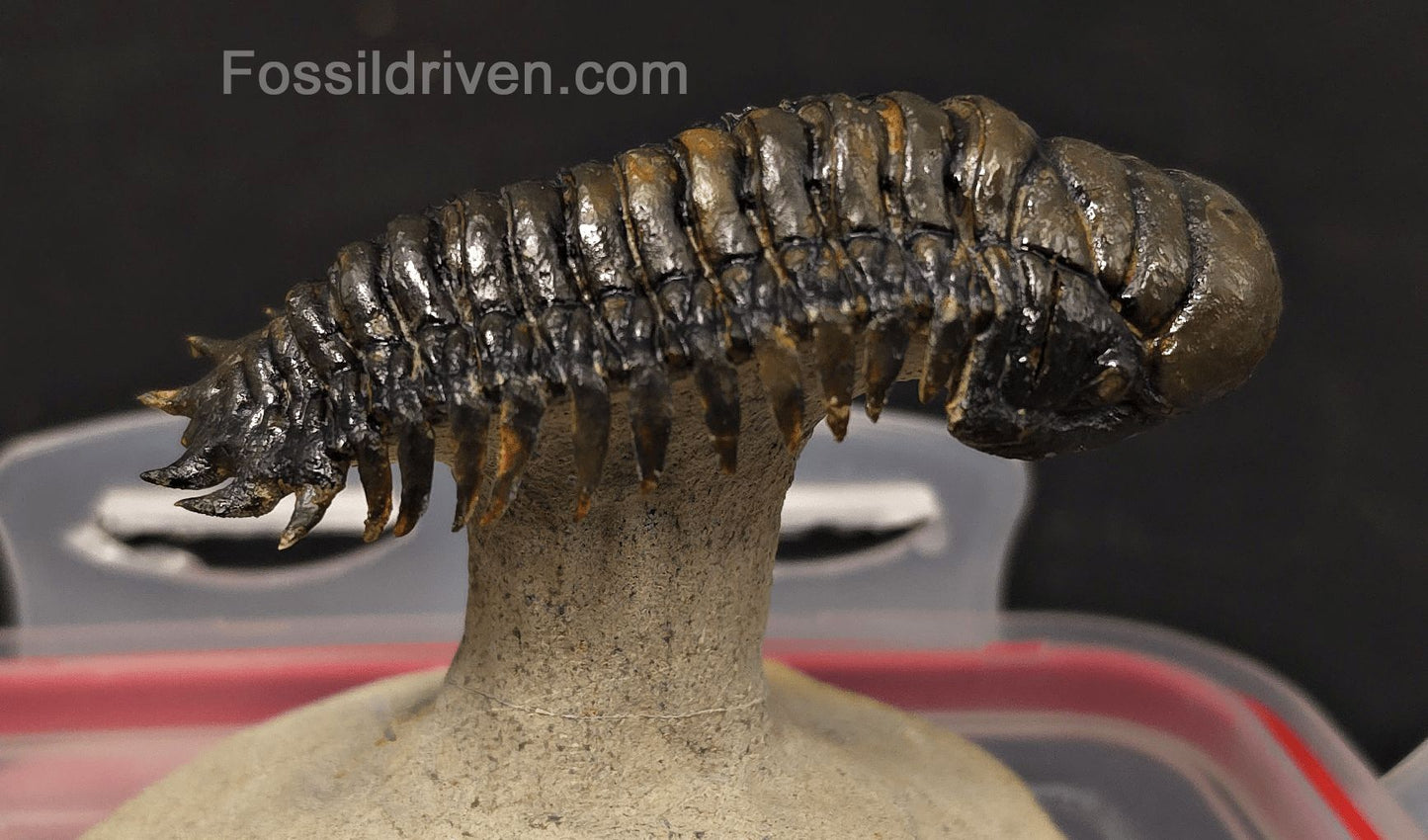 3.14" Flying Crotalocephalina Trilobite – Devonian – Issoumour, Morocco - Fossil Driven