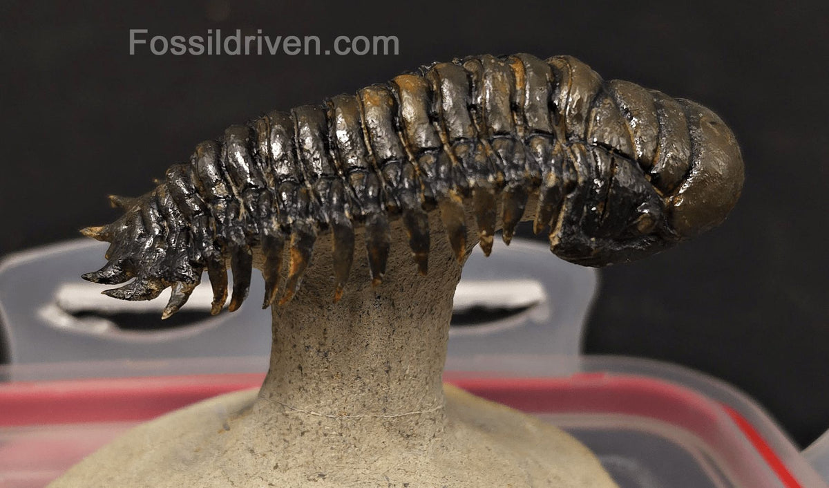3.14" Flying Crotalocephalina Trilobite – Devonian – Issoumour, Morocco - Fossil Driven