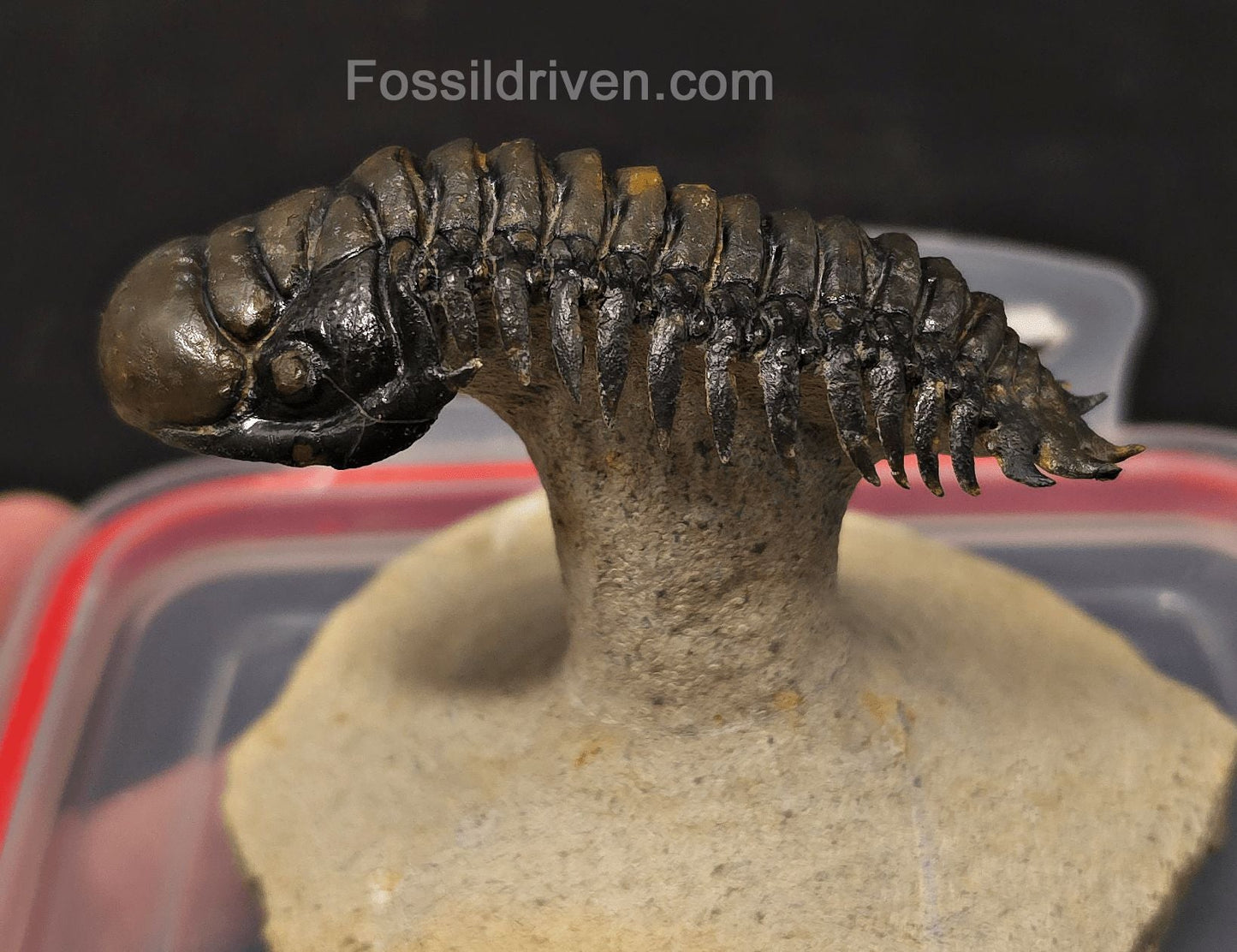 3.14" Flying Crotalocephalina Trilobite – Devonian – Issoumour, Morocco - Fossil Driven
