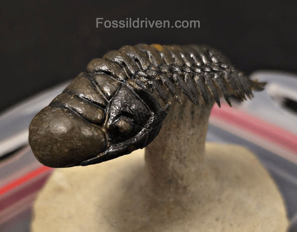 3.14" Flying Crotalocephalina Trilobite – Devonian – Issoumour, Morocco - Fossil Driven