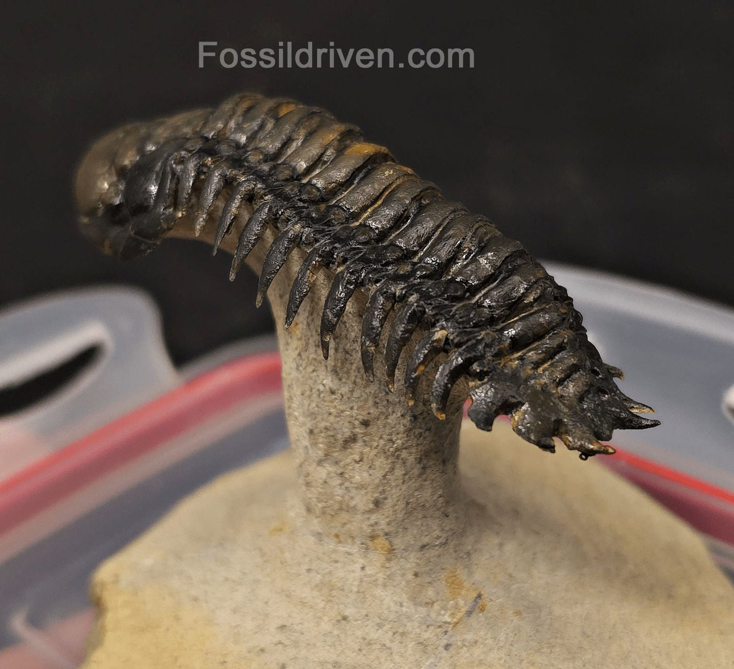 3.14" Flying Crotalocephalina Trilobite – Devonian – Issoumour, Morocco - Fossil Driven