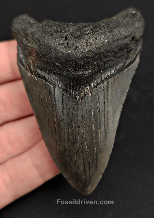 3.15" South Carolina Megalodon Tooth - Solid Specimen - Authentic Fossil Shark Tooth - Fossil Driven