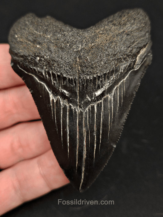 3.15" South Carolina Megalodon Tooth - Solid Specimen - Authentic Fossil Shark Tooth - Fossil Driven
