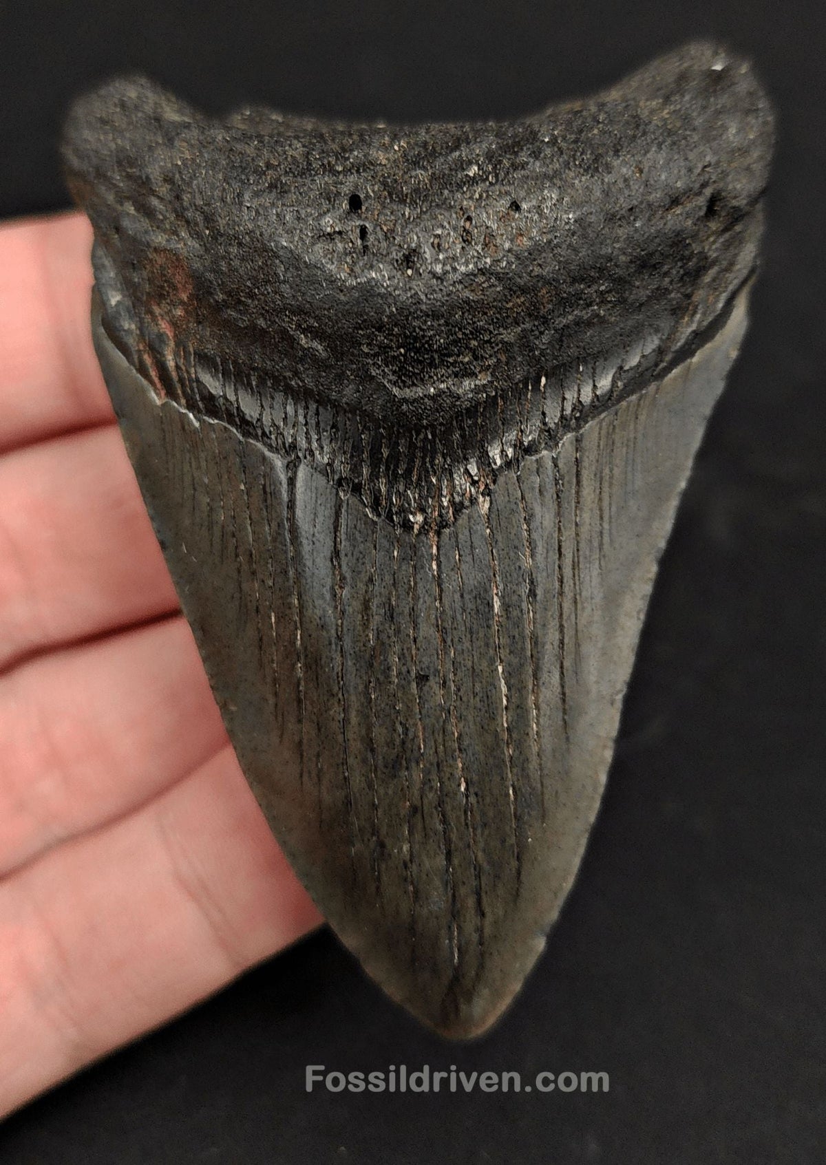 3.15" South Carolina Megalodon Tooth - Solid Specimen - Authentic Fossil Shark Tooth (Meg 2419) - Fossil Driven