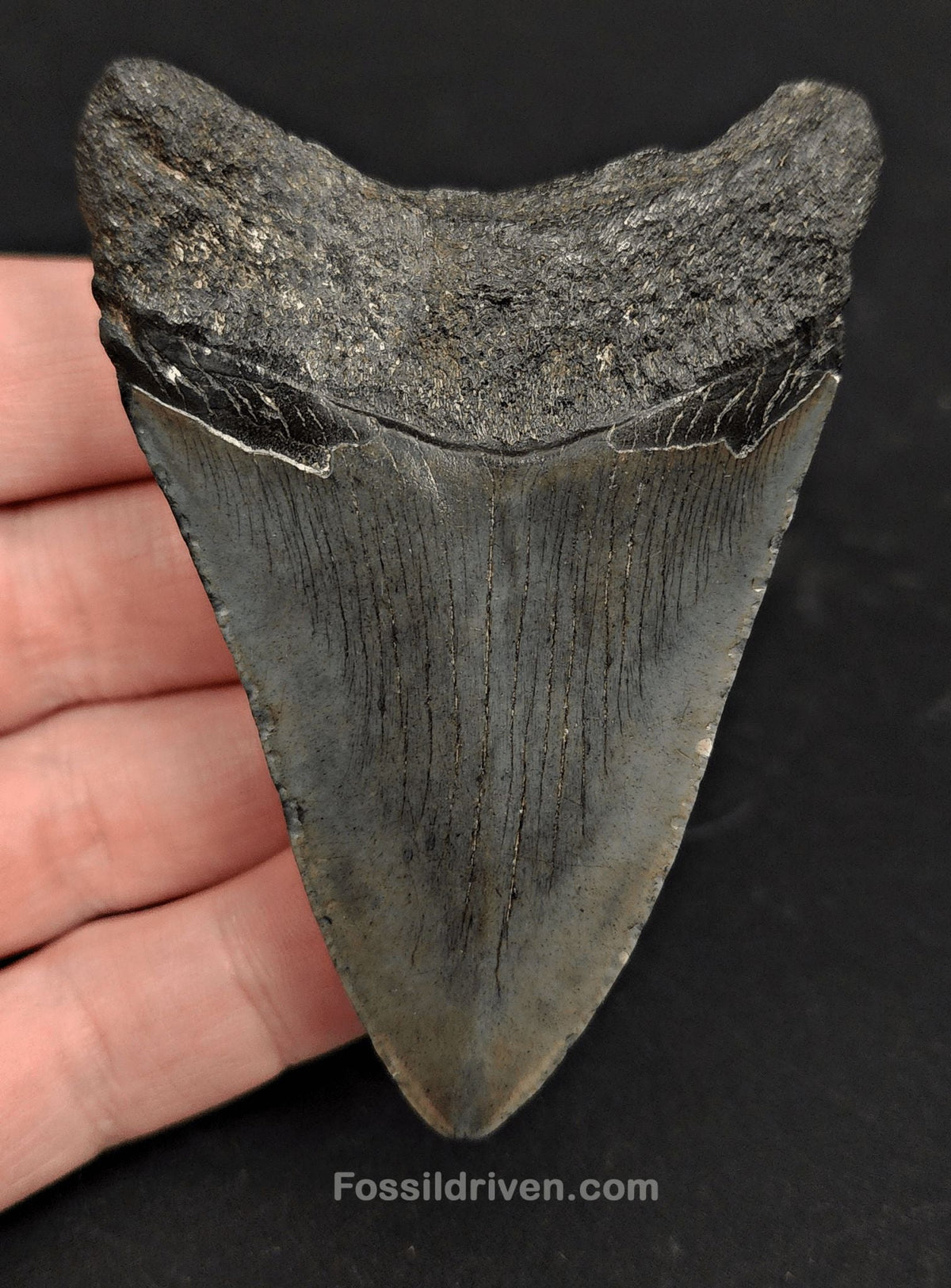 3.15" South Carolina Megalodon Tooth - Solid Specimen - Authentic Fossil Shark Tooth (Meg 2419) - Fossil Driven