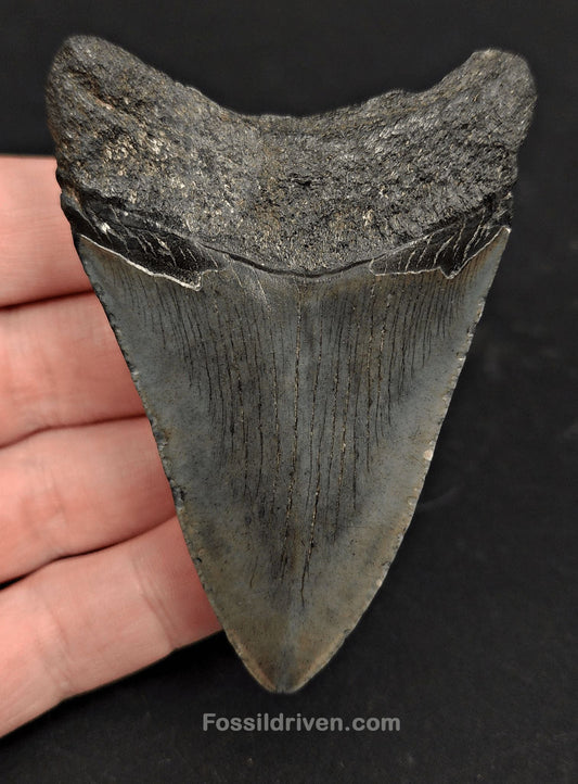 3.15" South Carolina Megalodon Tooth - Solid Specimen - Authentic Fossil Shark Tooth (Meg 2419) - Fossil Driven