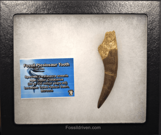 3.18" Fossil Plesiosaur (Zarafasaurus) Tooth - Morocco - Fossil Driven
