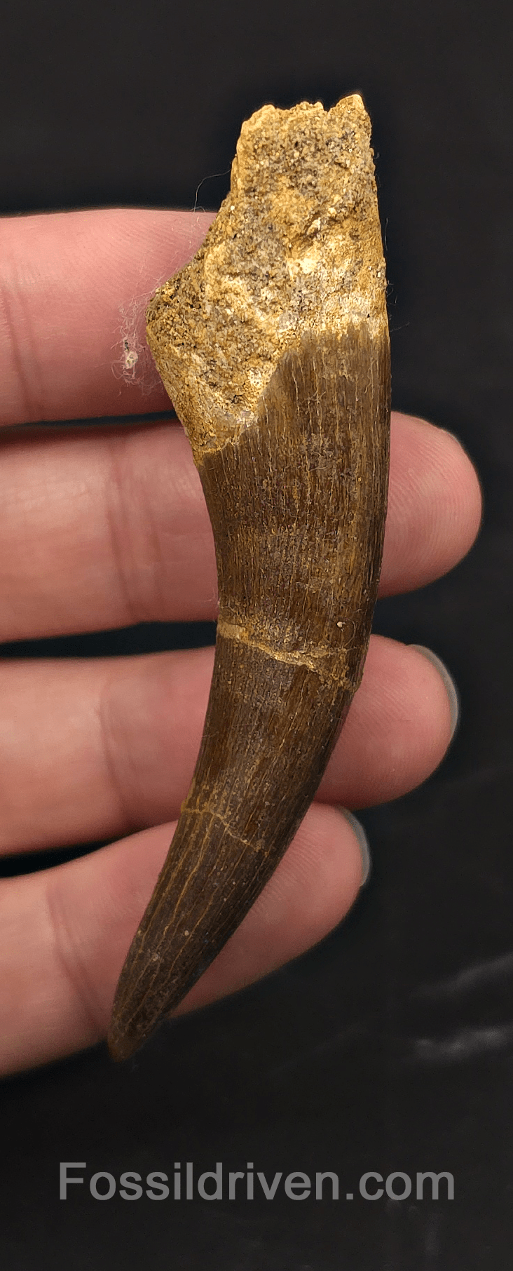 3.18" Fossil Plesiosaur (Zarafasaurus) Tooth - Morocco - Fossil Driven