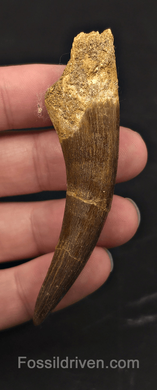 3.18" Fossil Plesiosaur (Zarafasaurus) Tooth - Morocco - Fossil Driven