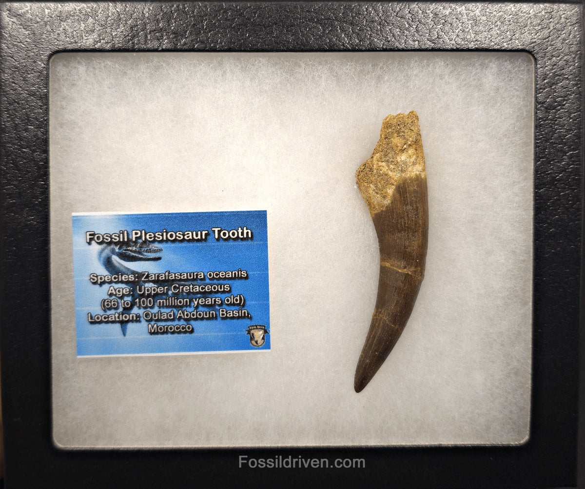 3.18" Fossil Plesiosaur (Zarafasaurus) Tooth - Morocco - Fossil Driven