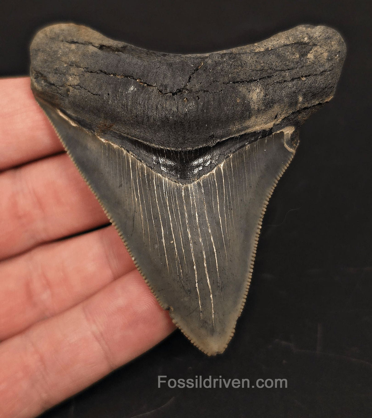 3.18" Serrated Fossil Megalodon Tooth - South Carolina | Fossil Driven - Fossil Driven