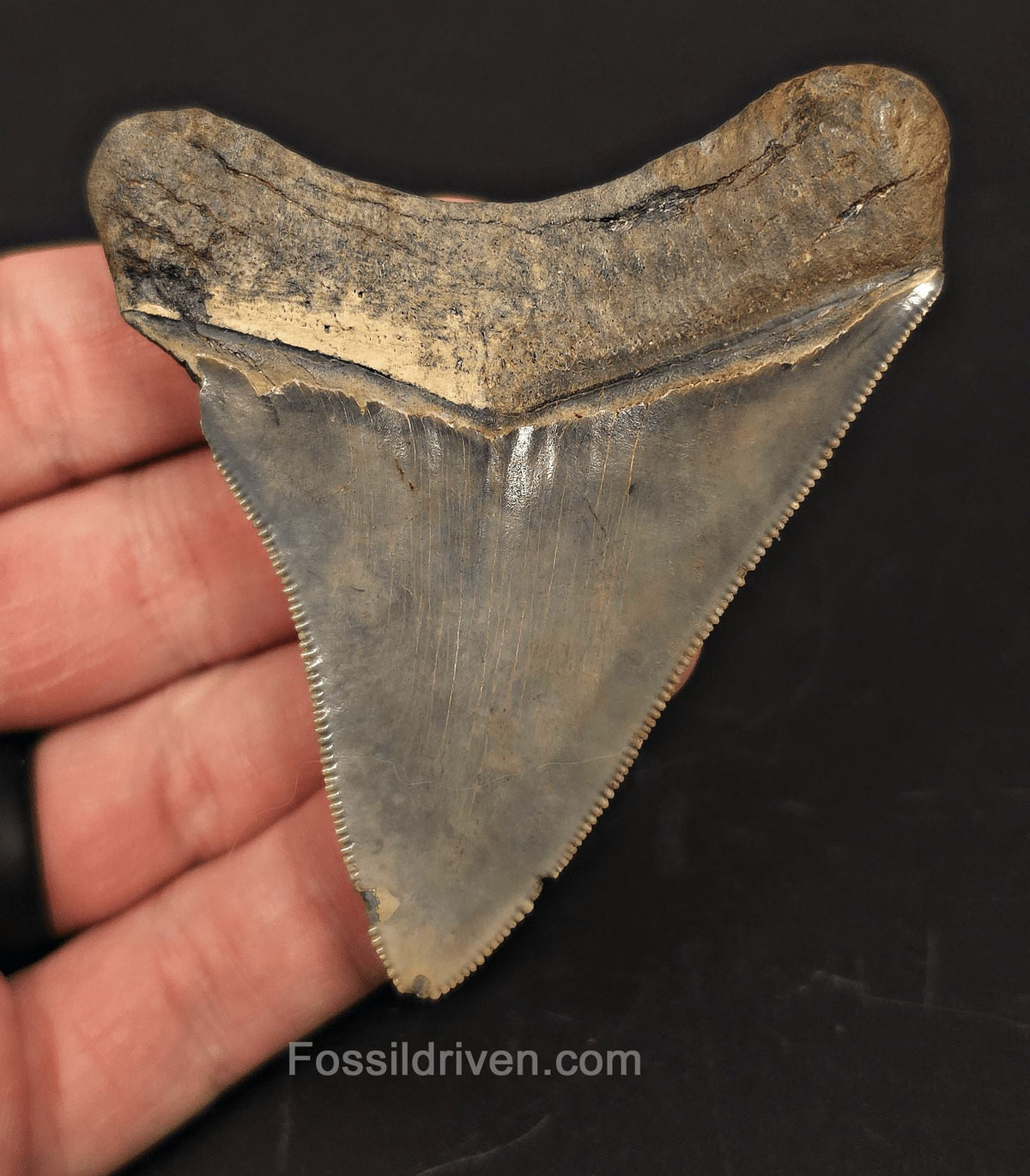 3.18" Serrated Fossil Megalodon Tooth - South Carolina | Fossil Driven - Fossil Driven