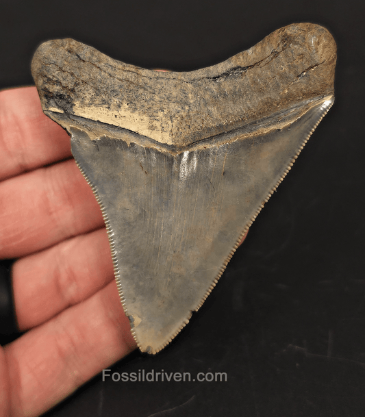 3.18" South Carolina Megalodon Tooth - Solid Specimen - Authentic Fossil Shark Tooth - Fossil Driven