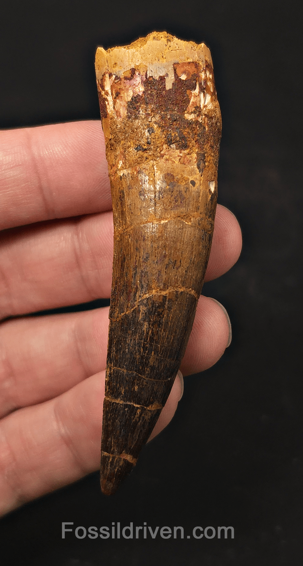 3.19" Fossil Spinosaurus Tooth - Real Dinosaur Tooth - Fossil Driven